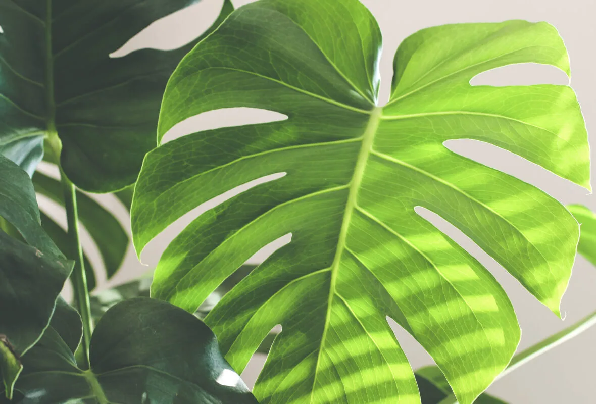 Close-up of a backlit monstera leaf, its deep green splits and veins glowing in natural light