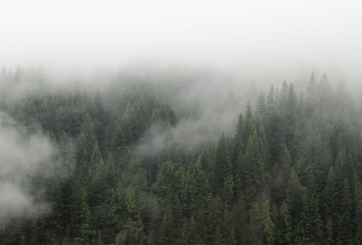Misty pine forest near Mount Rainier, with low clouds drifting through rows of tall evergreen trees