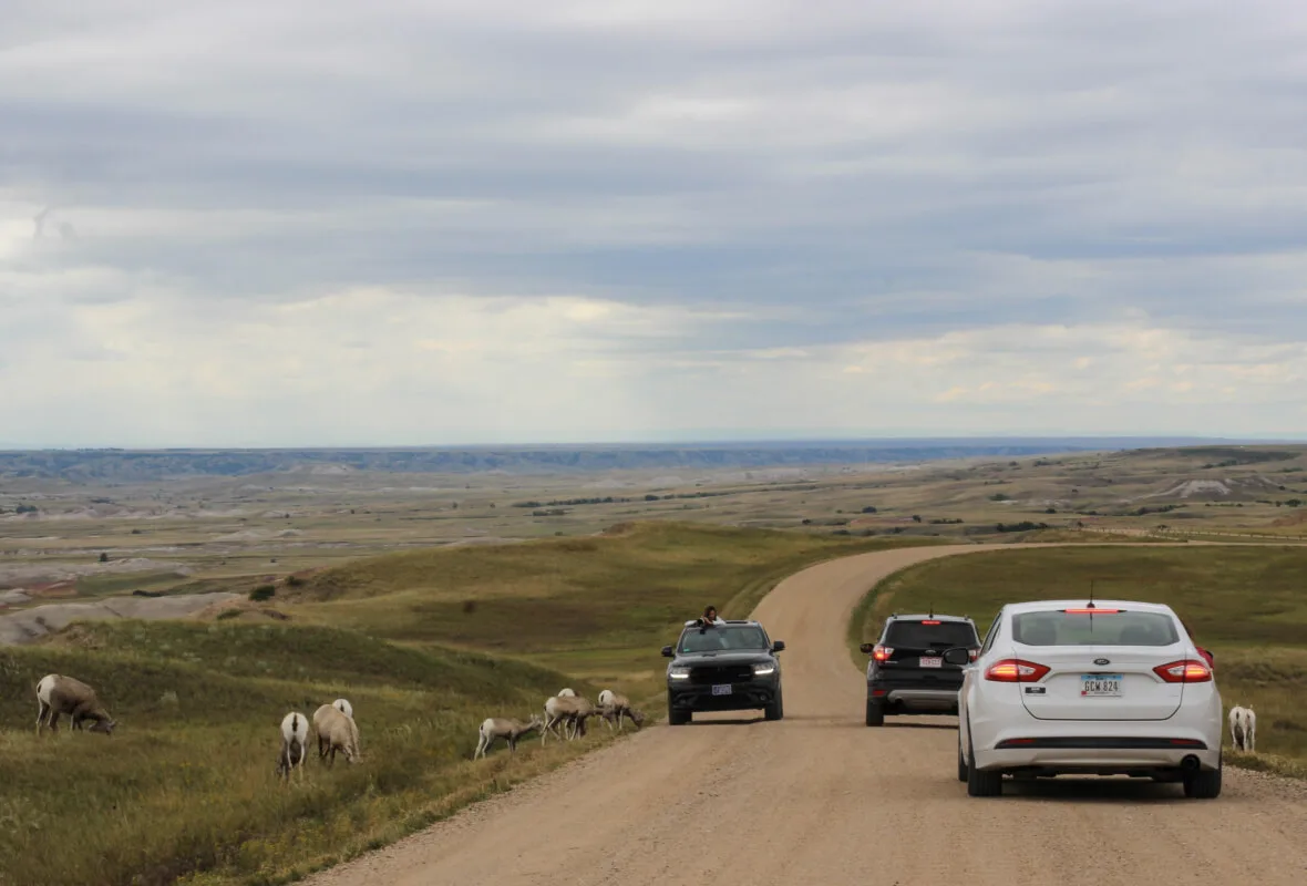 Bighorn sheep grazing alongside a winding road through the Badlands, with cars slowing to watch during a cross-country drive